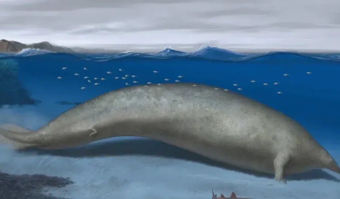 Baleia colossal descoberta no Peru pode ser o animal mais pesado de todos os tempos, aponta estudo