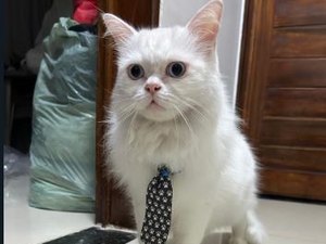Família pede ajuda para encontrar gato que desapareceu no bairro Verdes Campos, em Arapiraca