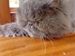 Gato da raça Persa desaparece em Arapiraca e família faz apelo por ajuda