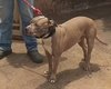 Câmara aprova uso obrigatório de focinheira para cães de grande porte em Maceió