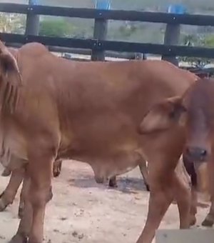 Vacas e bezerros furtados de propriedade rural de Mata Grande são abandonadas em estrada vicinal