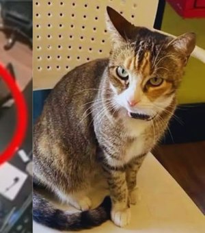 Polícia Civil procura suspeitos de matar gata Camila Regina em Maceió