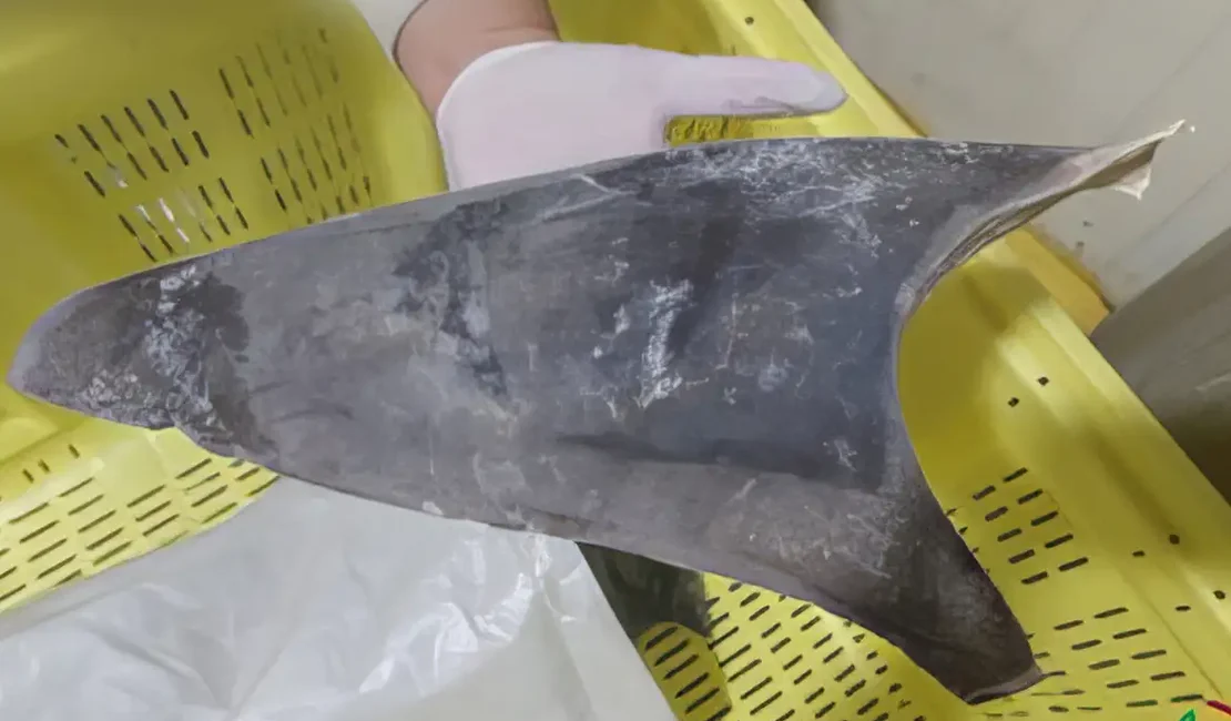 Exportação de barbatana do tubarão-azul é proibida no Brasil