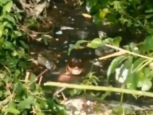 Moradores encontram jacaré em córrego no município de Arapiraca