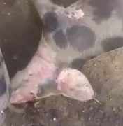 Morte de porcos intriga criadores no povoado Lagoa Comprida, em São Brás