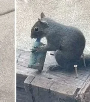 Esquilos são flagrados “fumando” vapes em parque e cena viraliza