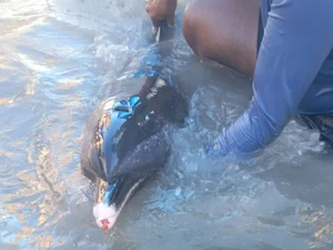 [Vídeo] Golfinho é encontrado ferido na Praia de Maragogi e mobiliza equipe de resgate