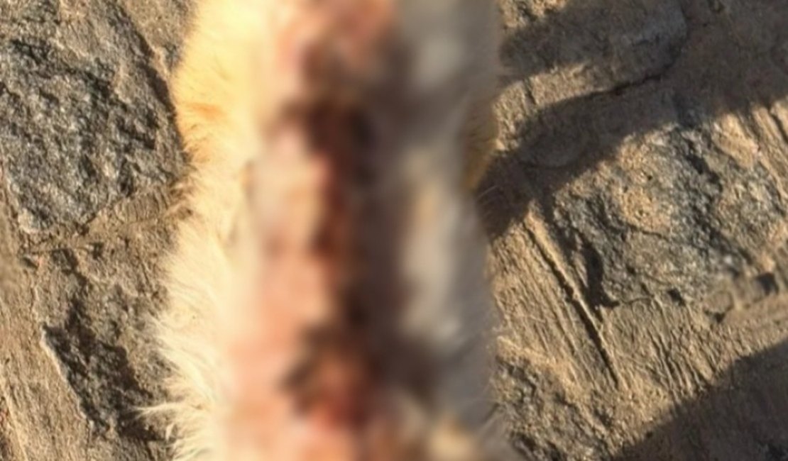 Mulher é presa após jogar água quente em cachorro de rua no município de Cajueiro