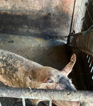 Ação integrada remove pocilgas do entorno do Mercado da Produção