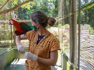 Ação integrada garante que araras retornem à natureza