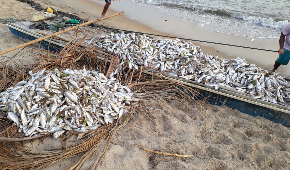 [Vídeo] Pescadores capturam quase duas toneladas de peixes na Praia de Tabuba