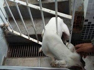 Cachorro fica preso em portão de residência no Baixo São Francisco