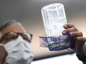 Brasília ganha biofábrica de mosquitos com tecnologia contra a dengue