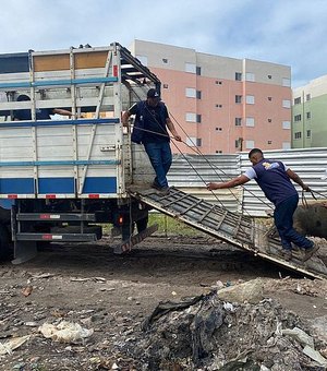 Criação clandestina de suínos é alvo de operação conjunta, em Maceió