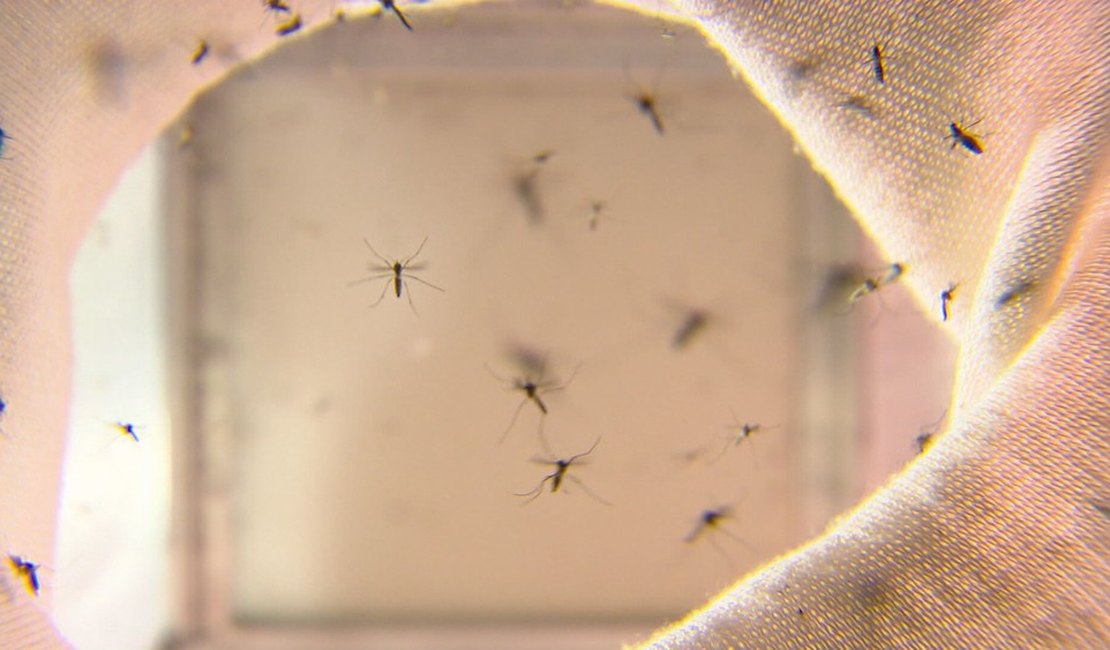 Na contramão do resto do Brasil, Alagoas tem diminuição nos casos de Dengue
