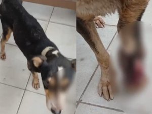 Duas mulheres são indiciadas por maus-tratos a cães após morte de animal em Maceió