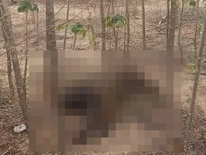 Corpo em decomposição é encontrado em Delmiro Gouveia