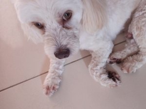 [Vídeo] Família acha cachorro perdido em Arapiraca e procura pelos donos