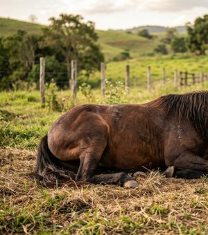 Empresa de ração pode ter bens bloqueados após morte de 80 cavalos em AL