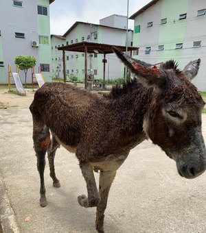 Comissão da OAB resgata animal que era esfaqueado pelo dono em Maceió