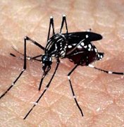 Secretaria confirma 393 casos de chikungunya e 683 de zika vírus em Maceió