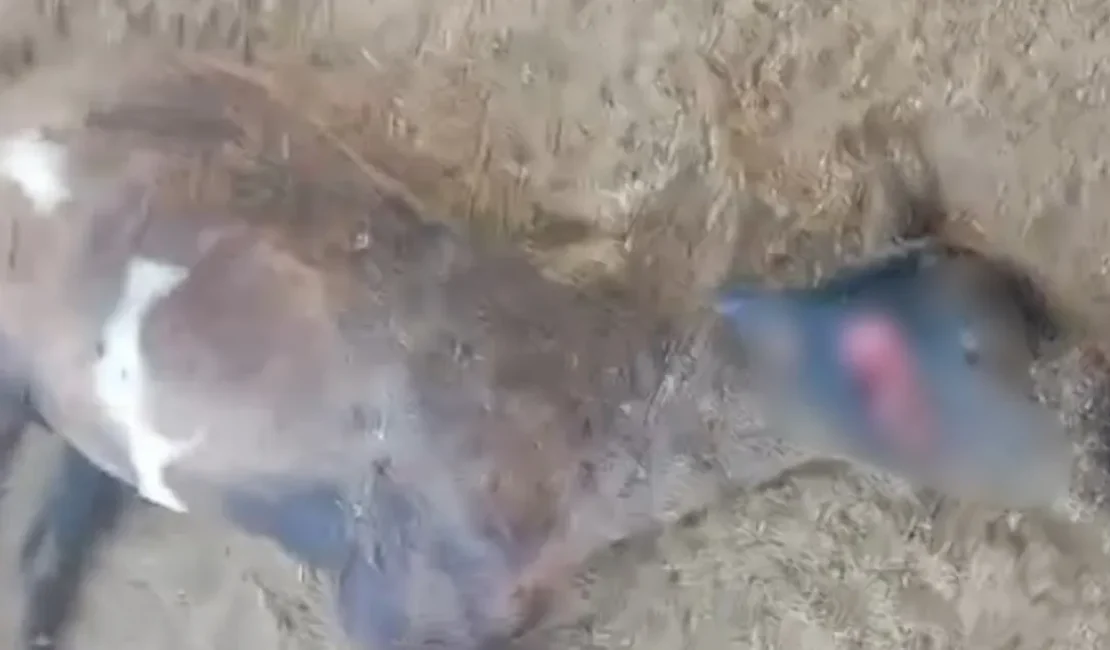 'Chupa-Cabra' volta a atacar e mata seis ovelhas na zona rural de Craíbas