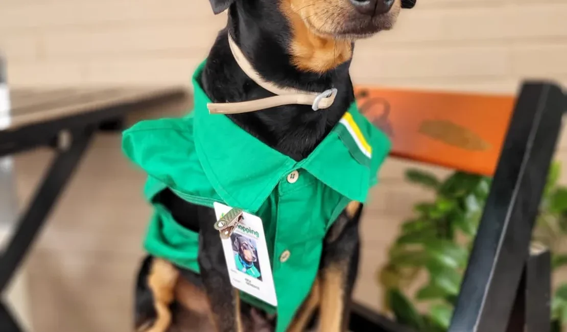 Cão que foi abandonado é 'promovido' de frentista a gerente em MT