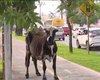 Vaca é flagrada “passeando” na Av. Durval de Góes Monteiro e causa tumulto em Maceió