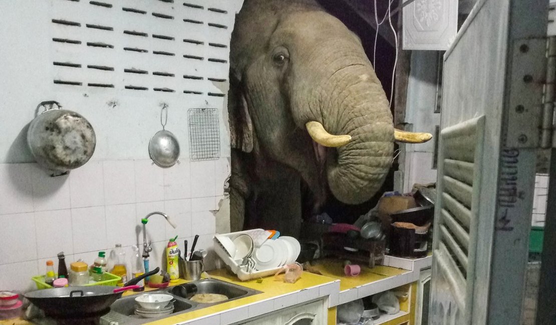Elefante quebra parede de casa em busca de comida na Tailândia