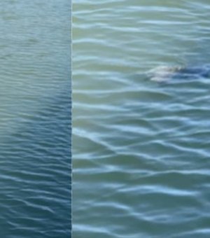 Animal aquático é visto nadando nas águas do Riacho Salgadinho