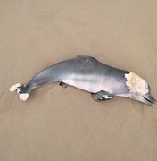 Boto cinza é encontrado sem vida na Praia do Francês