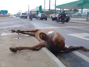 [Vídeo] Acidente com animal na pista provoca lentidão no tráfego de veículos