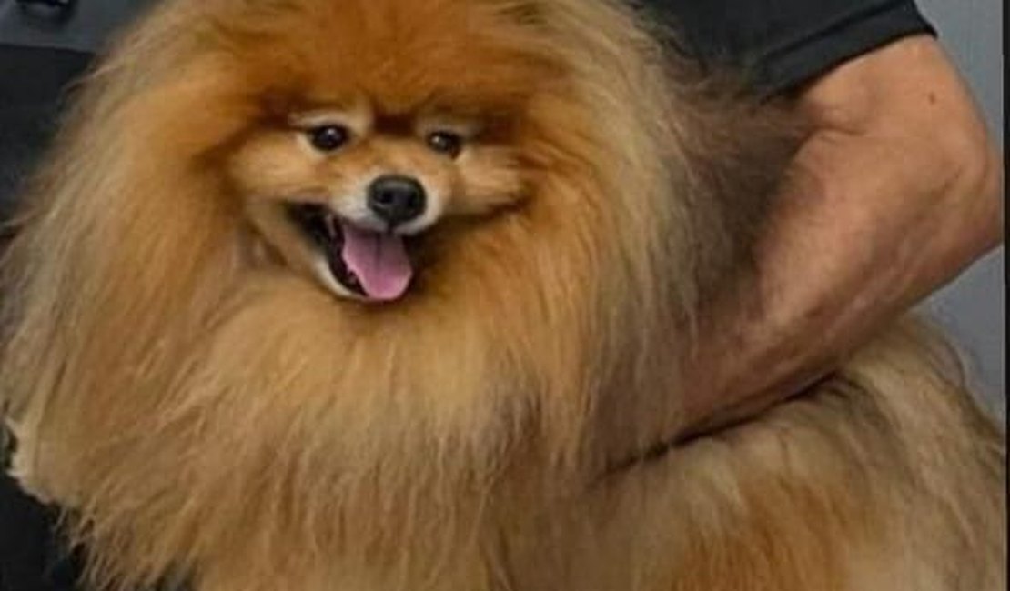 Tutores de cachorro fazem apelo para localizar animal desaparecido em Maceió