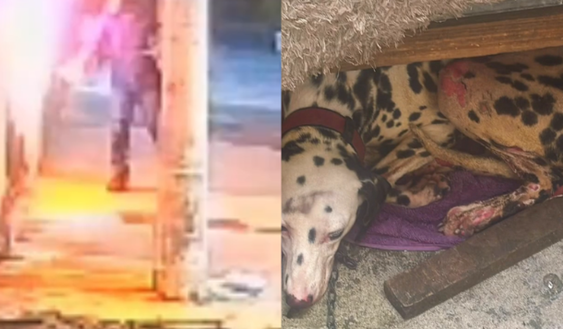 Cadela fica ferida após homem incendiar casa de tutora no bairro Santos Dumont