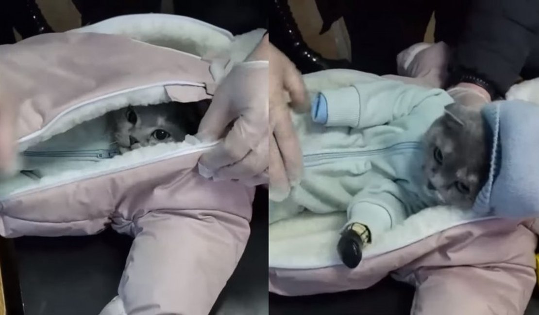 Mulher é presa após disfarçar gato com roupas de bebê para entrar com drogas na Rússia