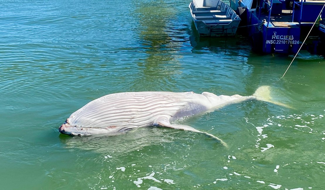 [Vídeo] Filhote de baleia-jubarte é encontrado morto no Porto de Maceió