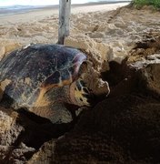 Tartaruga-de-pente é vista desovando na praia da Cruz das Almas