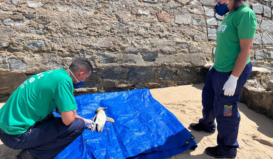 Mais um pinguim encalha em praia de Maceió; animal foi encontrado morto