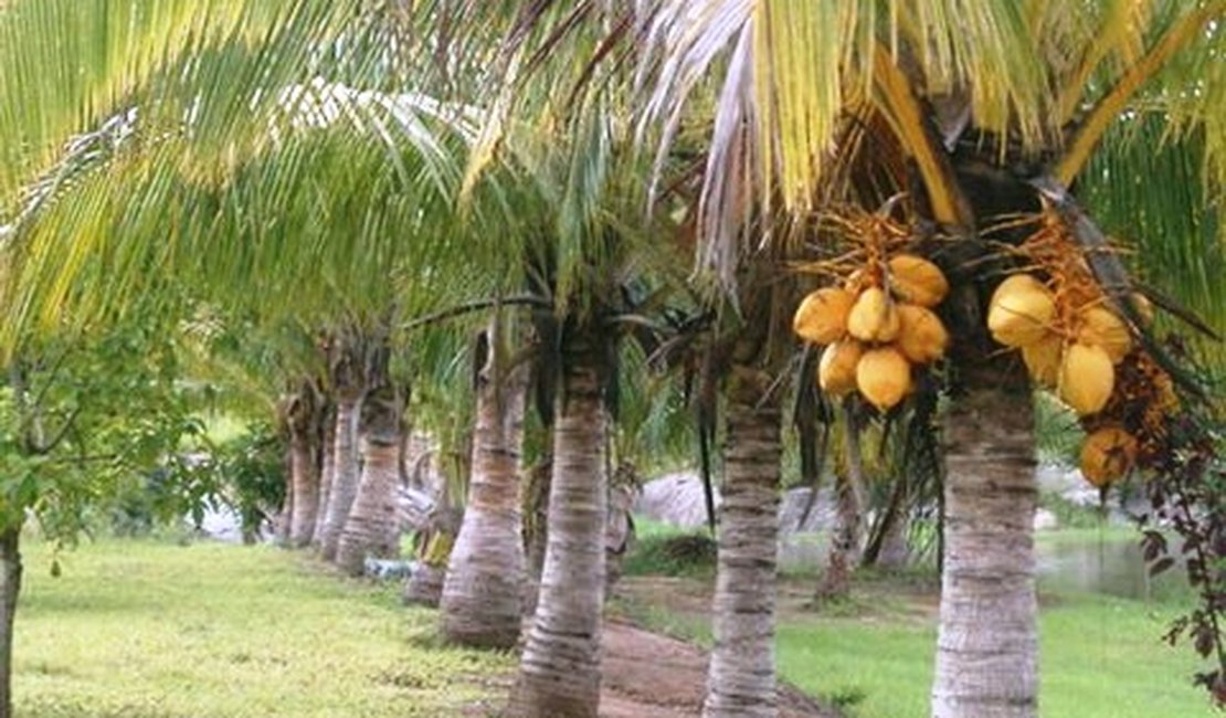 Vai acabar o limite para importações de coco seco