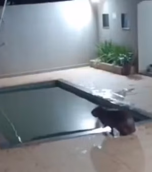 Capivara invade casa e dá mergulho em piscina antes de ser capturada, no Paraná