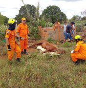 Bombeiros resgatam cavalo que caiu em buraco, em Arapiraca