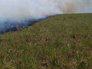 [Vídeo] Incêndio em vegetação mobiliza bombeiros e populares em Limoeiro de Anadia