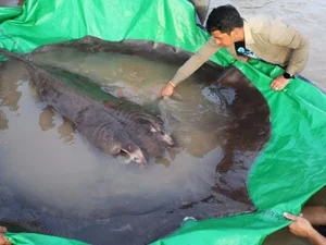 Maior peixe de água doce já registrado é capturado no Camboja