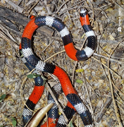 Cobra é capturada dentro do quarto de residência em Maragogi