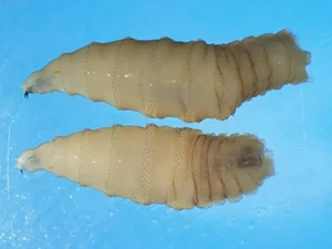 Parasita carnívoro que 'ameaça' EUA é detectado pela 1ª vez em humano
