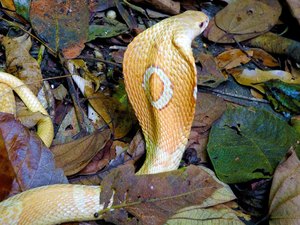 Estudante de 22 anos é picado por cobra naja e está internado em estado grave em Brasília