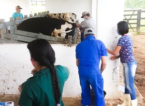 Curso de inseminação artificial em bovinos completa 26 anos