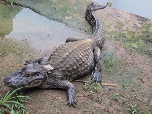 Ibama multa criatório de jacarés por maus-tratos em Maceió