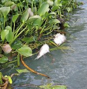 MPF instaura procedimento para apurar mortandade de peixes na Lagoa do Jequiá