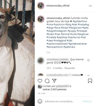 Cadela que teve roupa roubada ganha mais de 20 mil seguidores nas redes